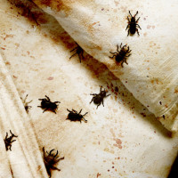 Bed and bedbugs Bed and bedbugs