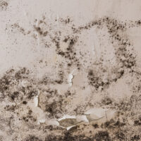 Black mold Black mold